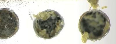 你的手机干净么,手机脏了正确清理方法