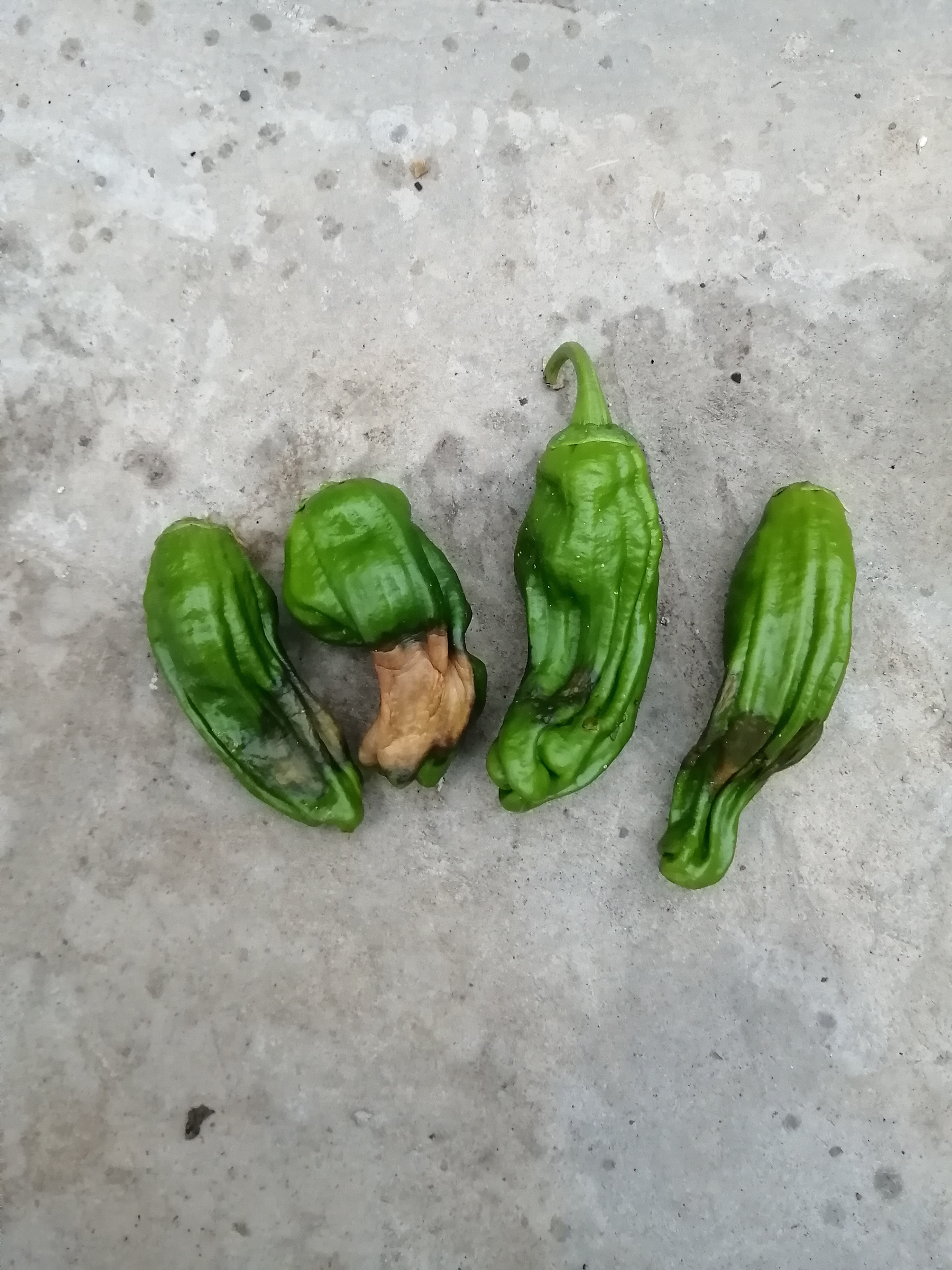 辣椒脐腐病打什么药最好,温室辣椒脐腐病