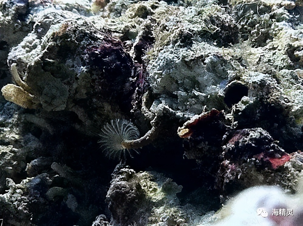 活石上不请自来的“偷渡客”，你们都是谁？