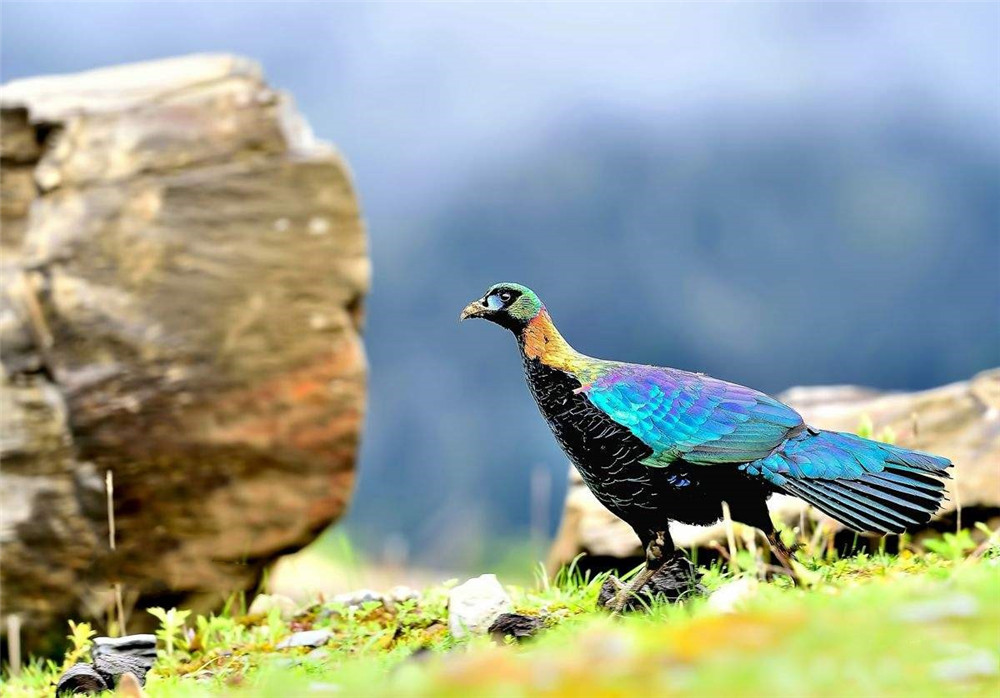 巴朗山老鹰,四川鹰鸡