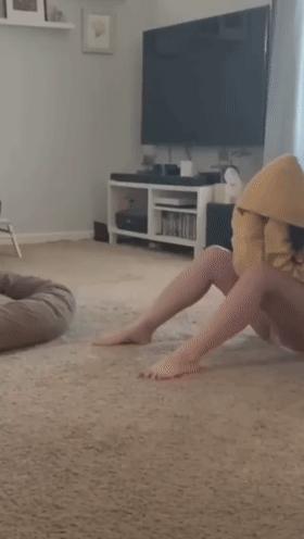 养什么狗好不爱叫,养什么狗不拆家不生病