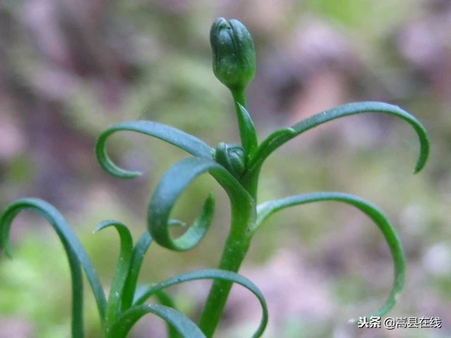 农村身边常见中草药不要错过这些宝贝！