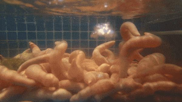 烟台赶海海肠,山东烟台大风刮海肠