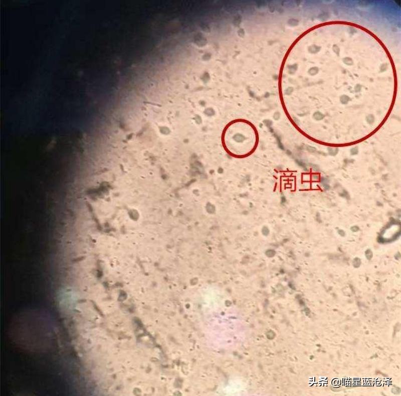 幼猫十大禁忌事件,幼猫要怎么驱虫和疫苗