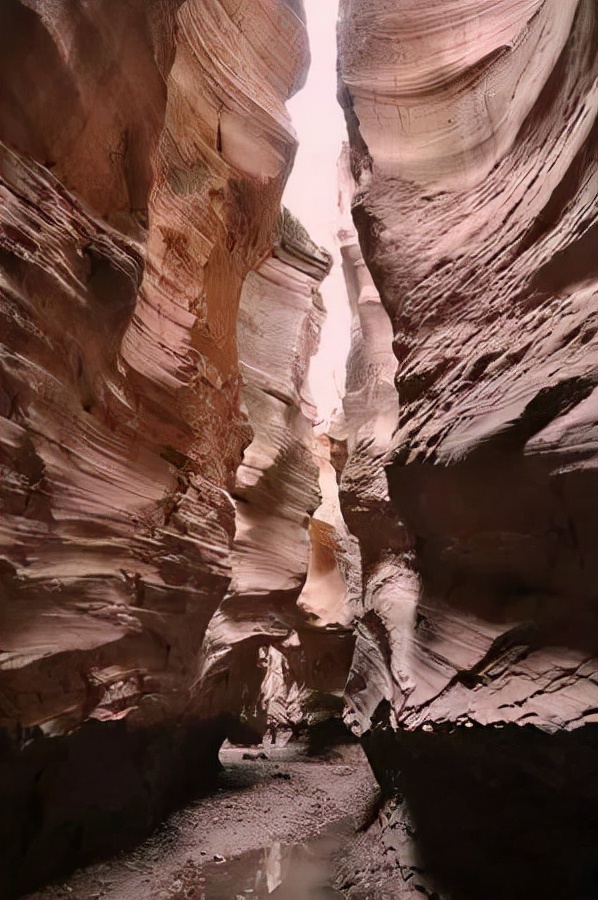 姥爷家的柴犬,姥爷家的小土狗