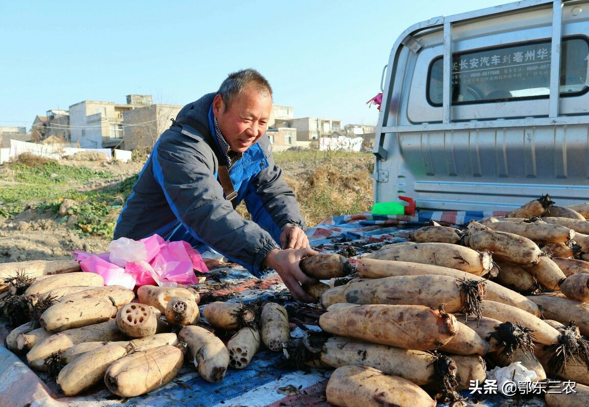 不见兔子不撒鹰的幽默句子,不见兔子也不撒鹰歇后语