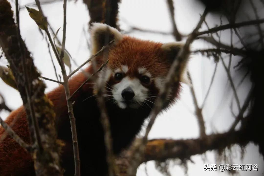 中国云南哪里好看,云南的云彩为什么好看