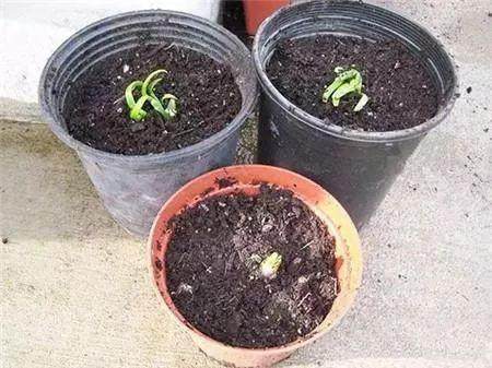 阳台种上这些菜冬天吃太美味了,阳台种菜什么菜好种