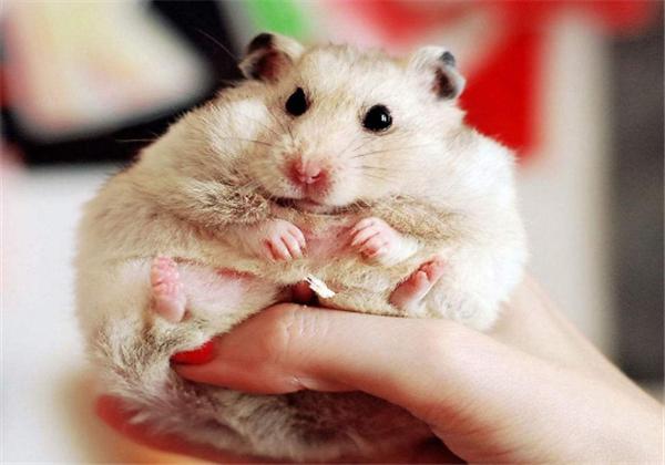 仓鼠冬眠需要注意些什么,仓鼠怎么能避免伪冬眠