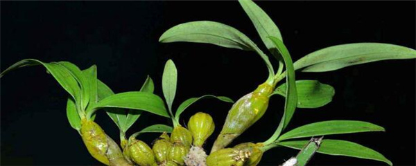 石斛兰花怎么养才能旺盛,球花石斛怎么养