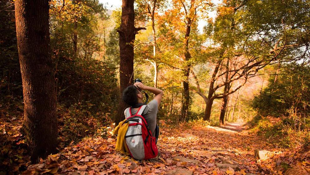 银杏古道自驾游攻略,江浙沪绝美古道苏州