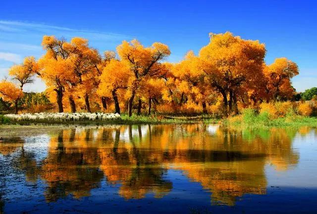 杨树的简介,杨树的全部作品