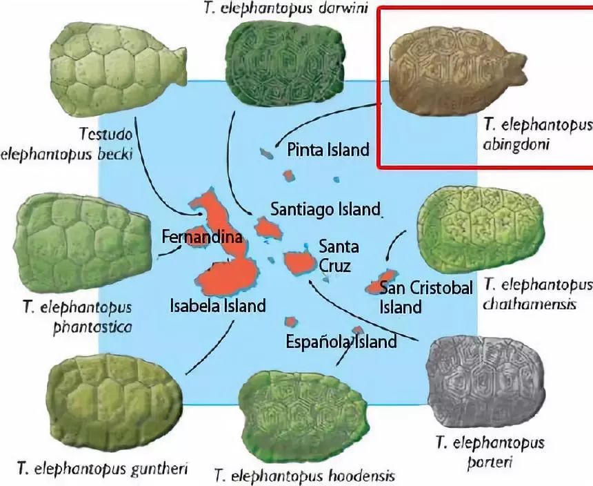 神秘的失落岛屿,失落的岛屿奇怪事