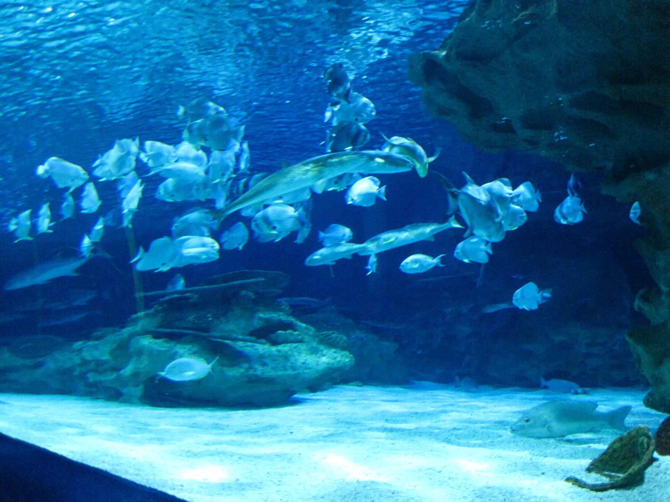 北京富国洋海底世界图片,北京富国海底世界攻略