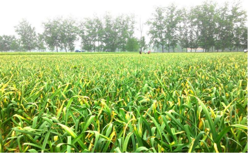 大蒜从种植到采收蒜苗要多久,种大蒜时需要做哪些准备工作