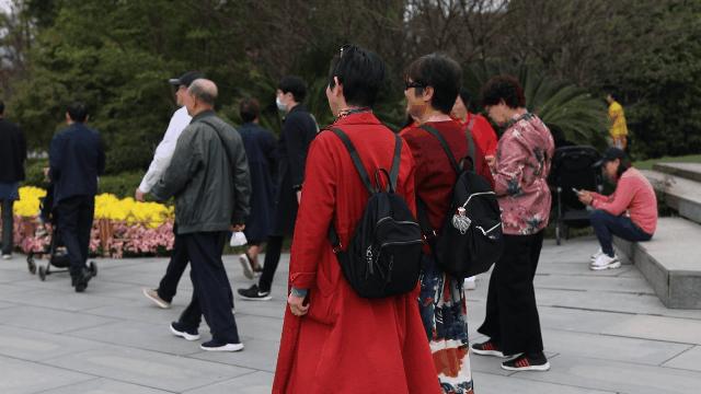 兴化千垛菊花海,广州海心沙菊花海