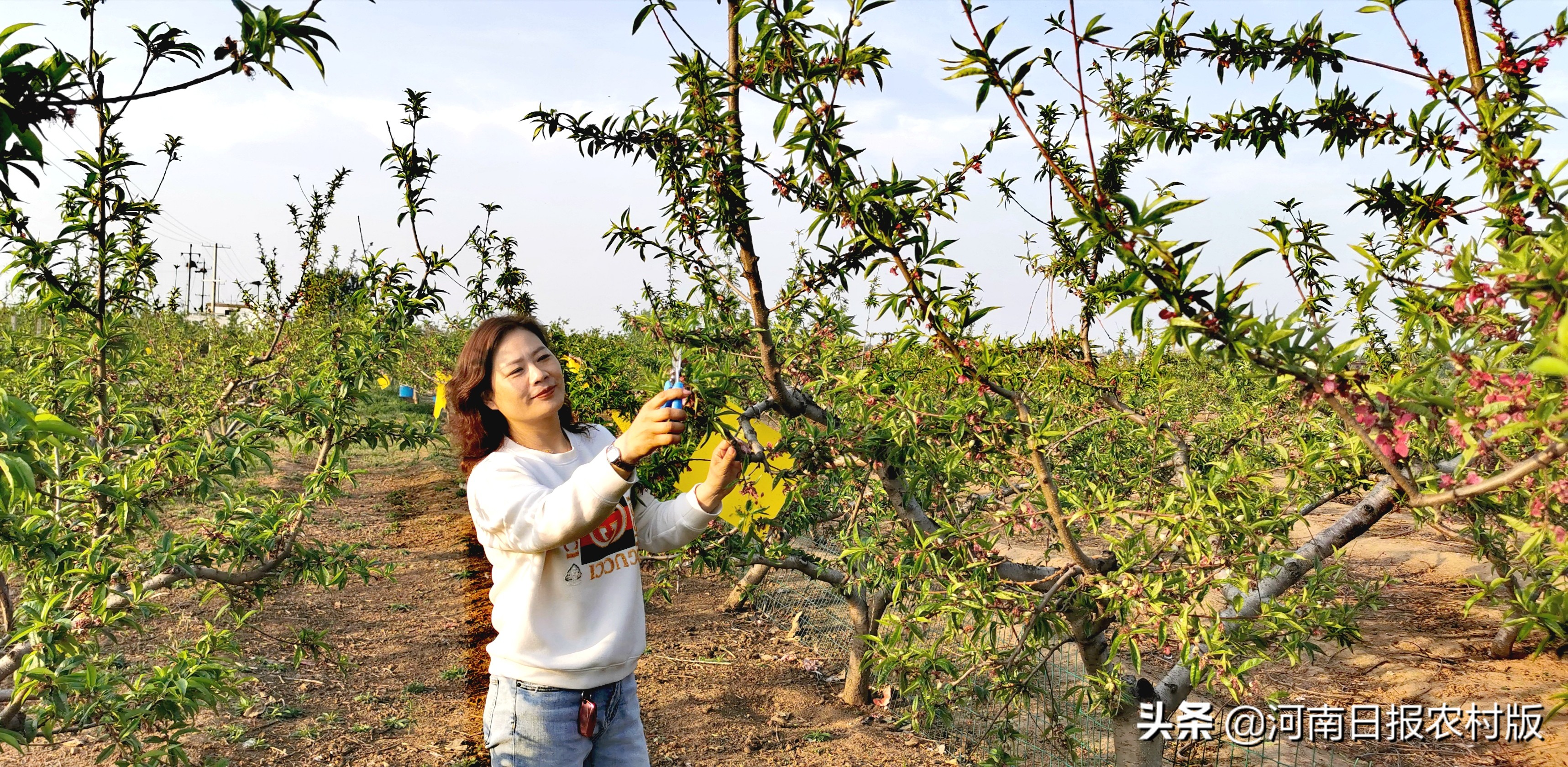 “真硒”土地上收获“珍稀”财富——记平顶山绿禾农业科技开发有限公司总经理秦丽敏
