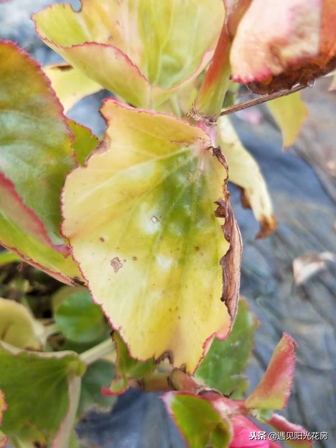 四季秋海棠的养殖方法和注意事项,四季秋海棠花开败了怎么处理