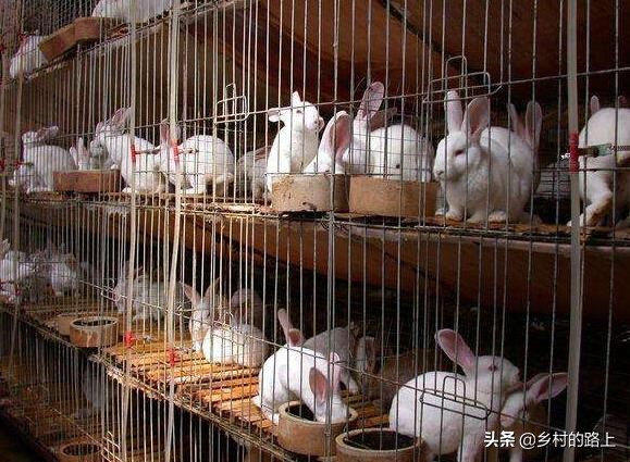 近几年农村最赚钱的养殖行业,当下最赚钱的农村养殖行业