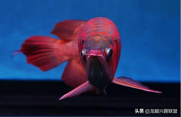 手把手教你做龙鱼最强营养秘方食谱--鲜虾牛肉狮子头，别馋哈