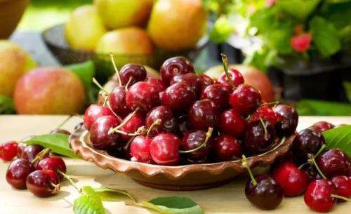 大樱桃如何防治果蝇虫害,大樱桃如何防治果蝇的侵害