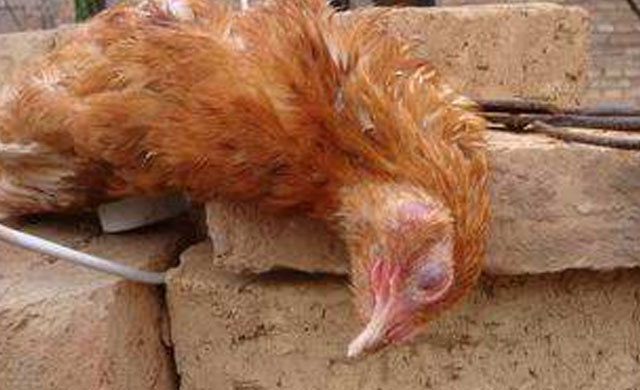 鸡肿脸是什么病怎样治疗,养殖鸡眼睛肿了是什么病