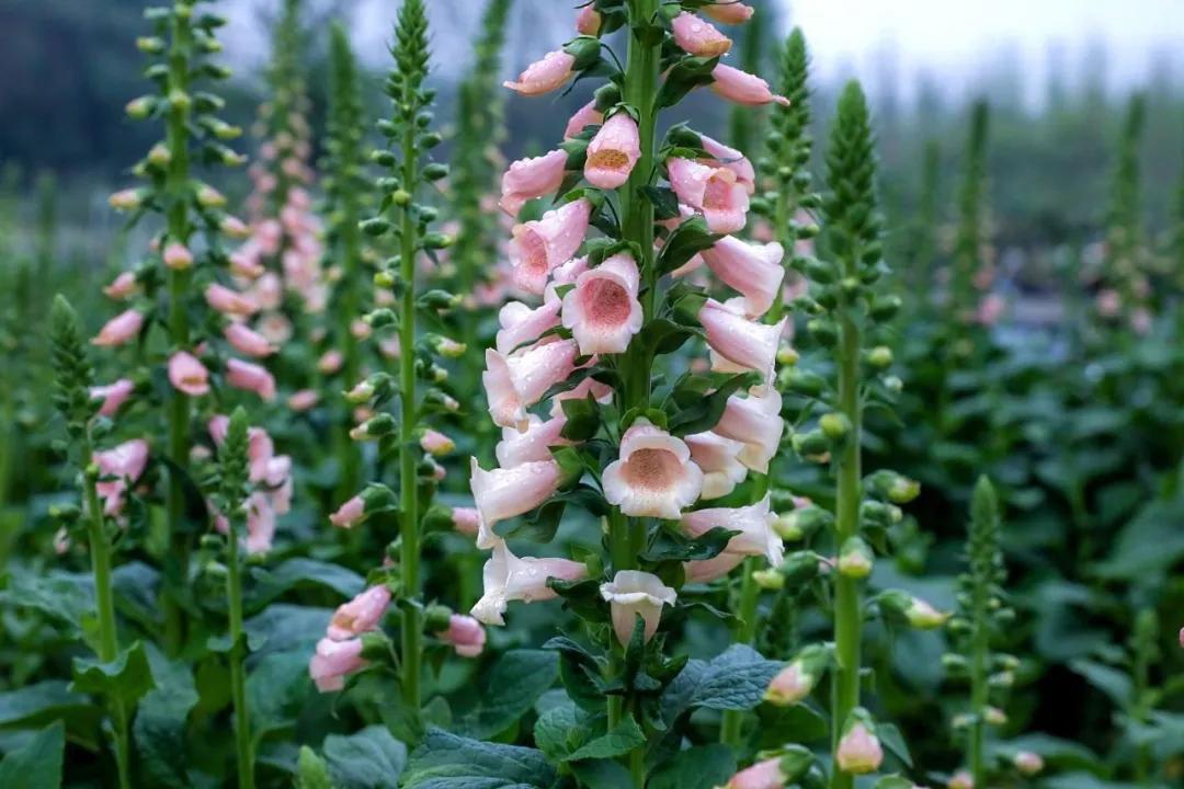 梦幻花园开园了！就在双流彭镇！免费的那种