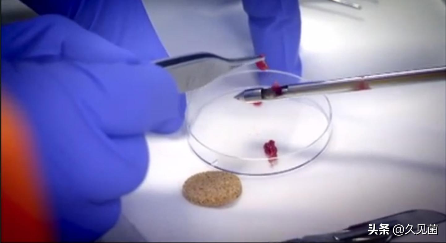 人类为啥不吃食肉动物的肉,人类为什么不吃肉食动物的肉