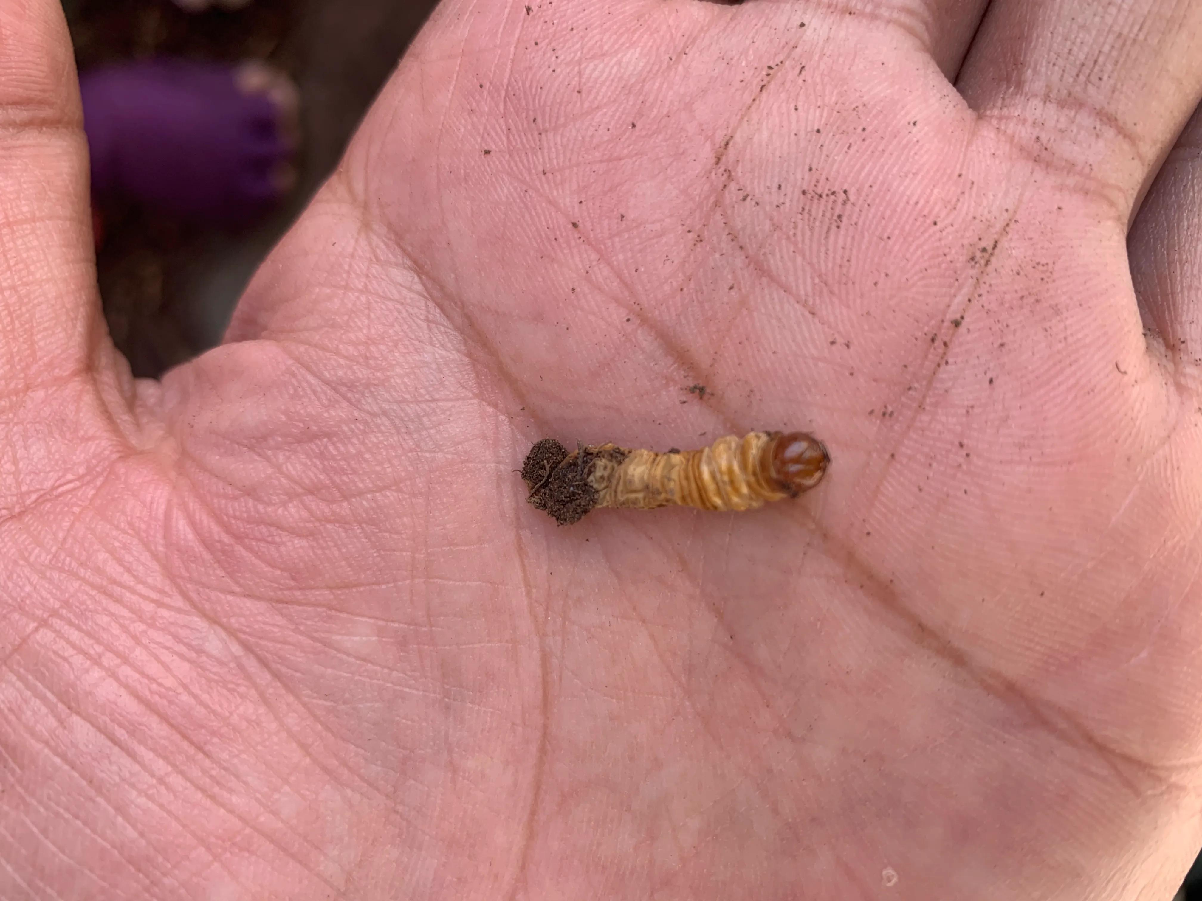 四川青海西藏冬虫夏草,青海果洛虫草新鲜冬虫夏草