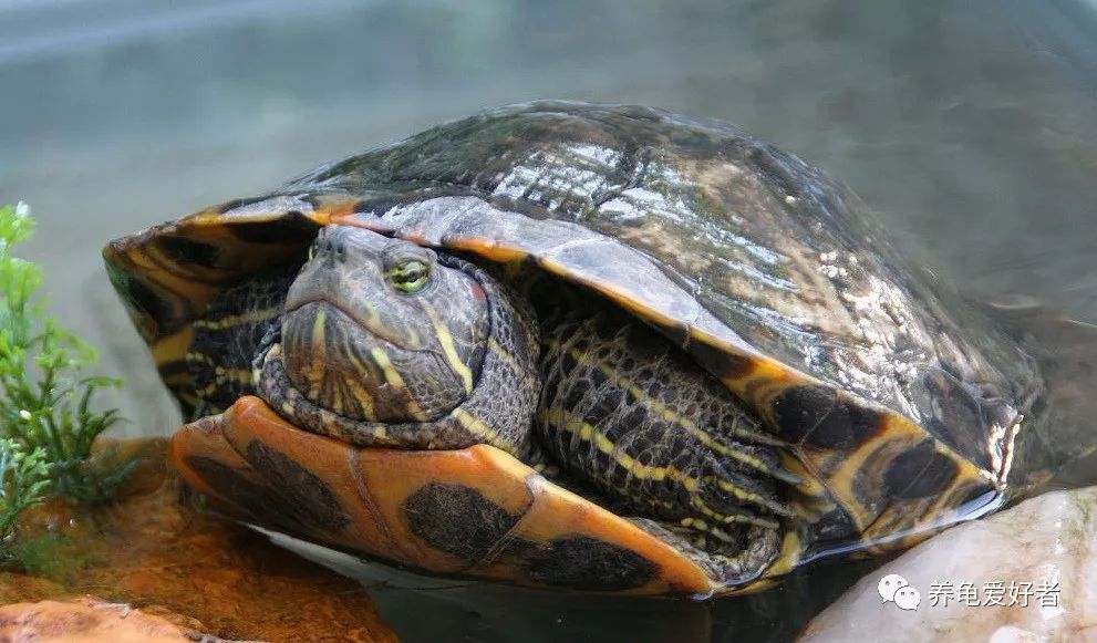 龟脱水怎么救,龟类的饲养知识和日常护理方法