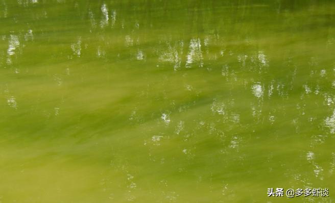 高温季节有蓝藻如何肥水,蓝藻不肥水会怎么样