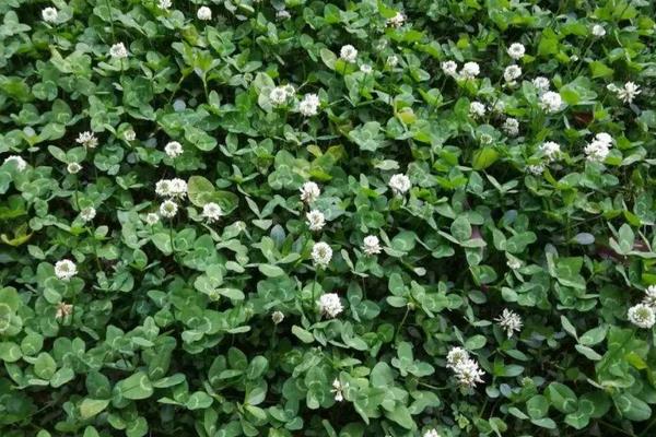 幸运草种子的种植方法和注意事项,幸运草的种子长什么样子