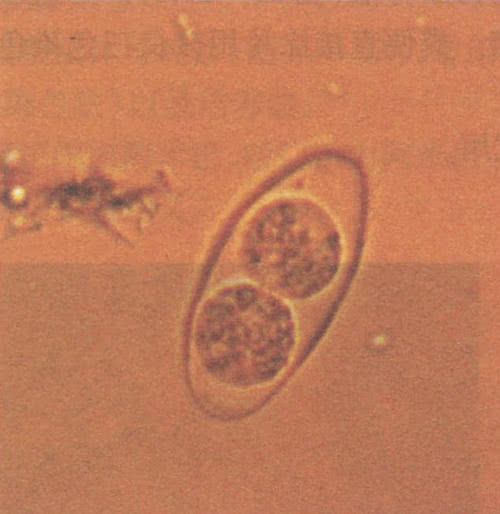 最让人害怕的昆虫,大自然最可怕的动物