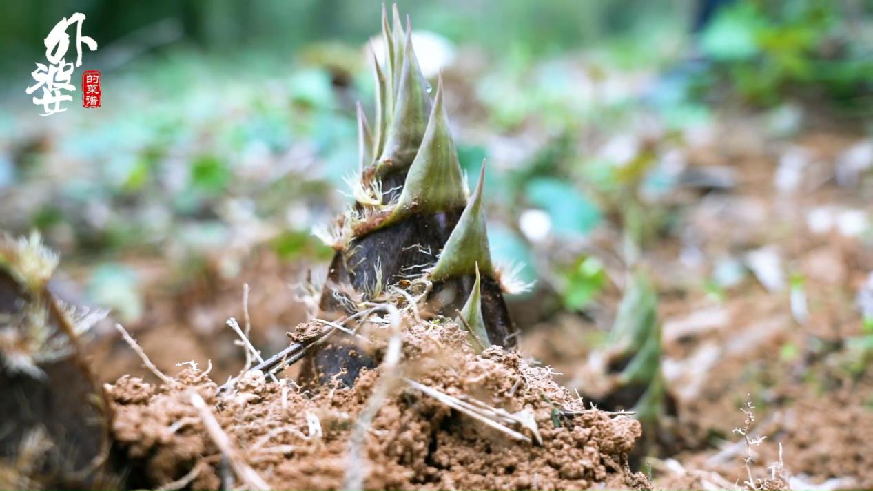 鲜笋吃不完怎么晒干,鲜笋怎么样才久放不坏