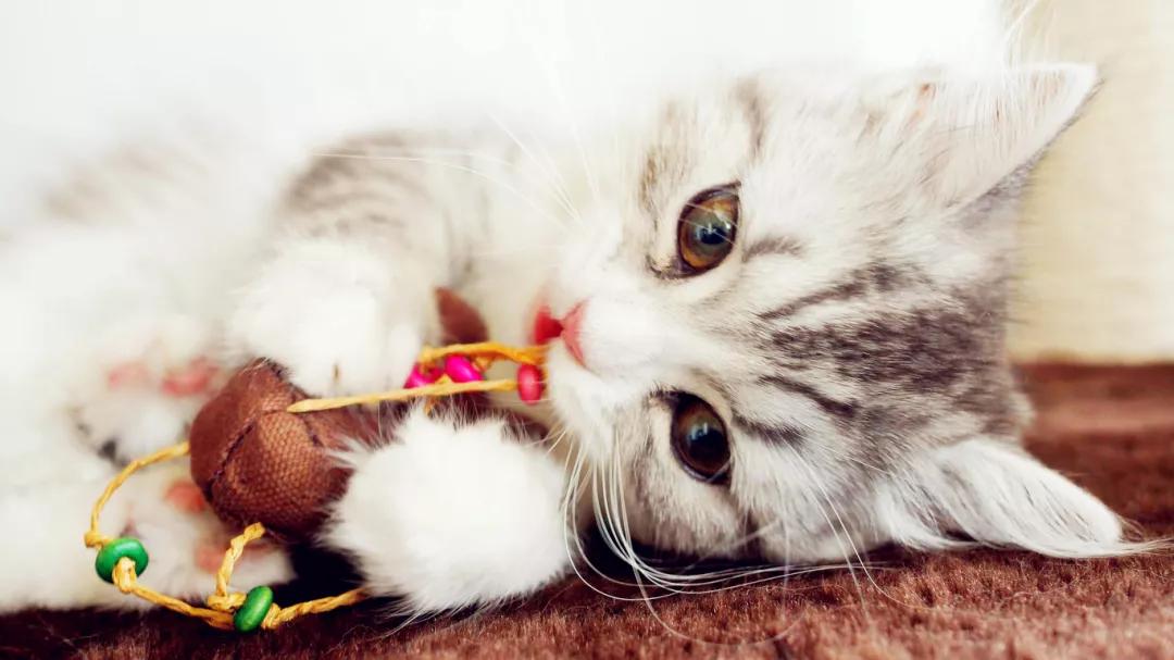 猫咪会舍不得离开主人吗,猫咪长时间离开主人会有什么反应