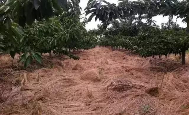 草铵膦能治香附子吗,草铵膦加什么药可以根除顽固杂草