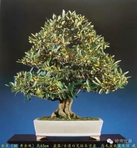 高桩金豆盆景大全,金豆双杆文人盆景欣赏