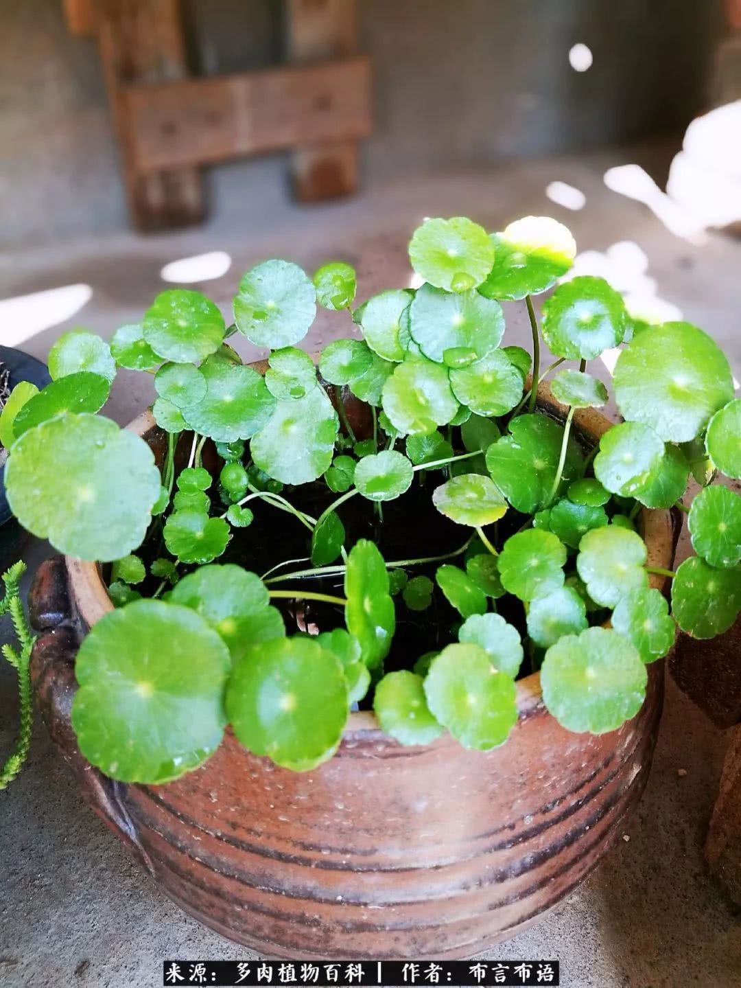 从多肉上感悟人生,多肉的真实生活感悟