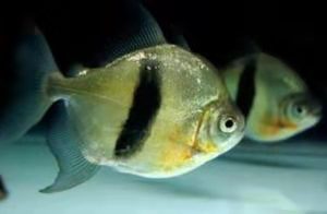 虎鱼观赏鱼好养吗,养龙鱼鱼缸能不能放植物