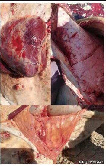 牛结节性皮肤病的防控措施,牛结节性皮肤病疫苗注射方式