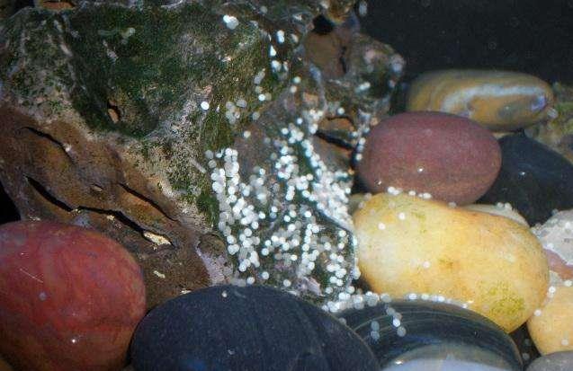 鱼缸换了水后还是有股腥臭味,如何解决鱼缸水的腥味