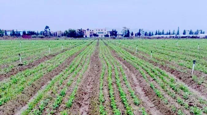 爽口龙须,脆脆的龙须