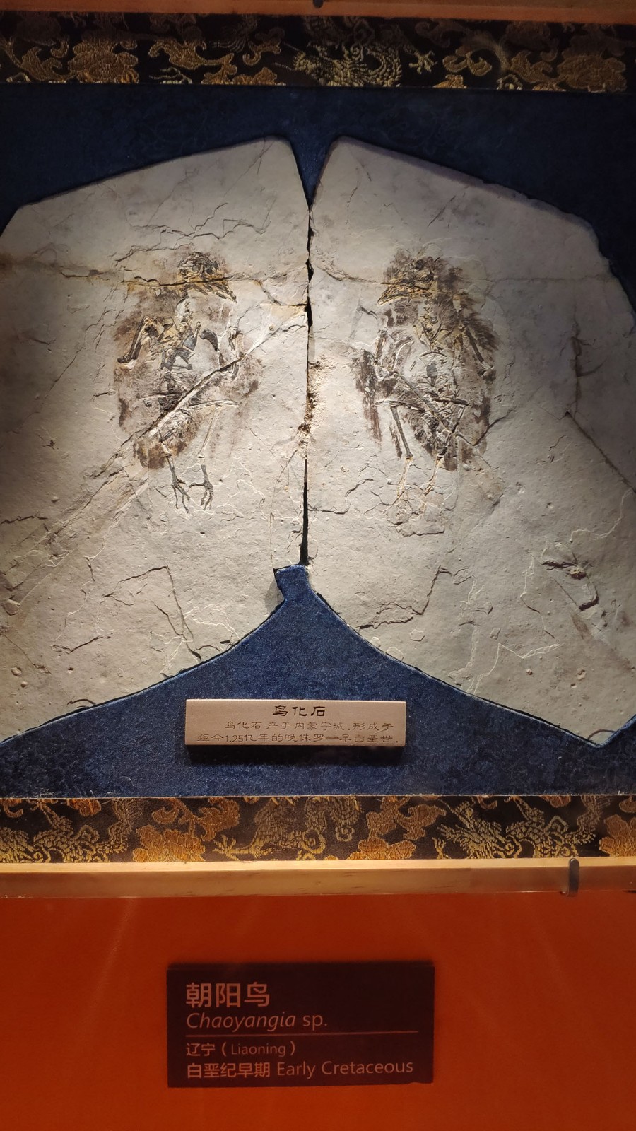 海洋博物馆带孩子游玩攻略,国家海洋博物馆最全攻略来了