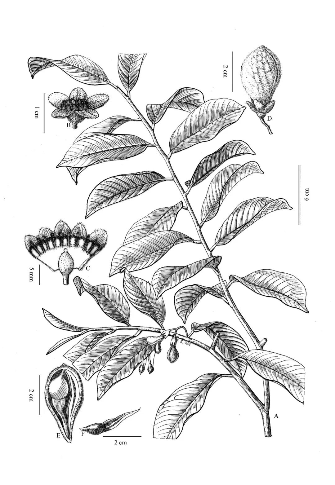 林草科普中国药用植物,林草科普