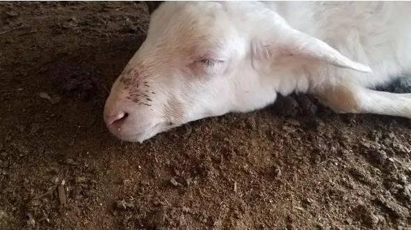 羊中暑用什么中药,羊中暑的急救措施有哪些