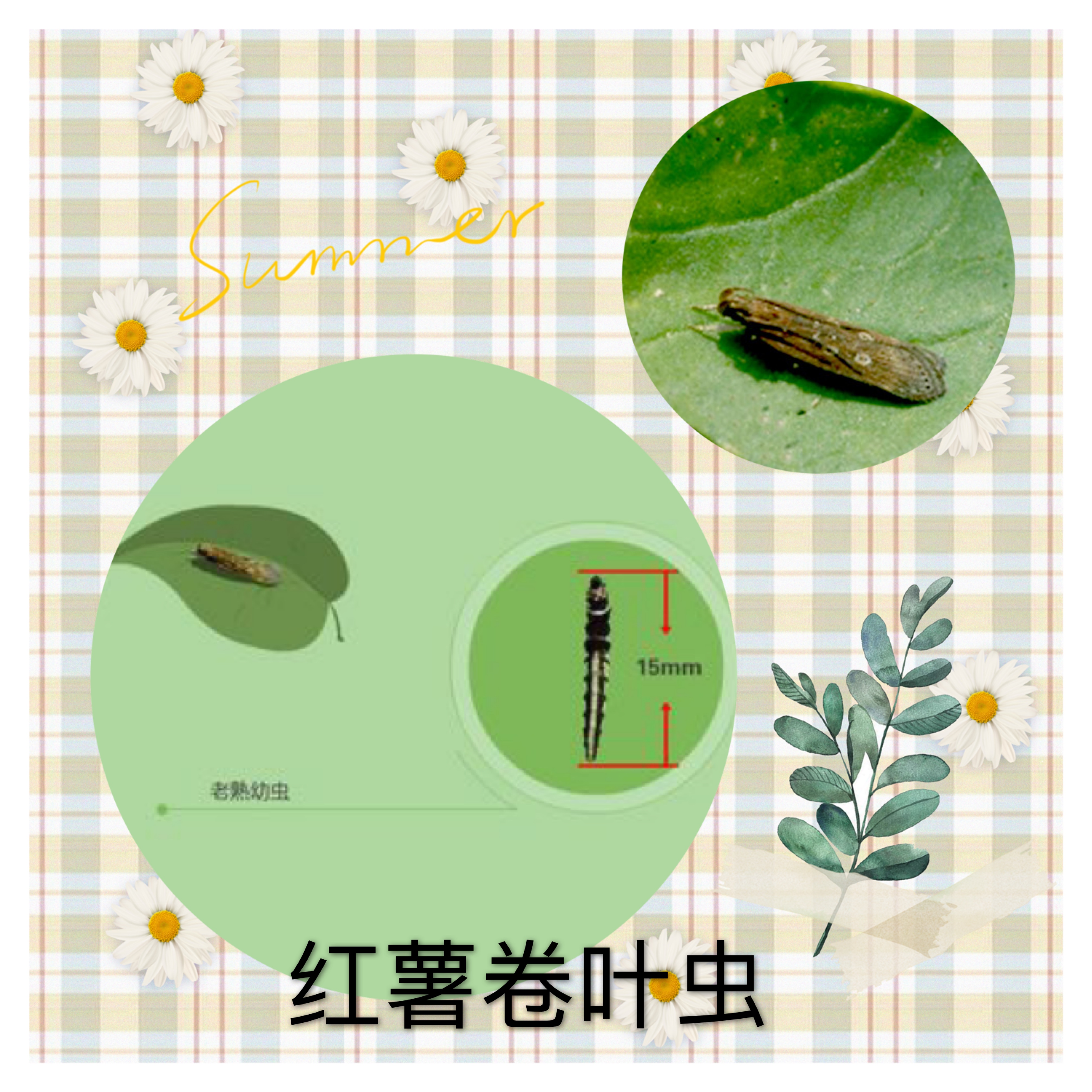 红薯种植后多少天除虫最好,红薯生长期需要防治什么病虫害