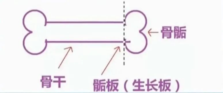 健康干货|父母160+，为啥林书豪身高191？