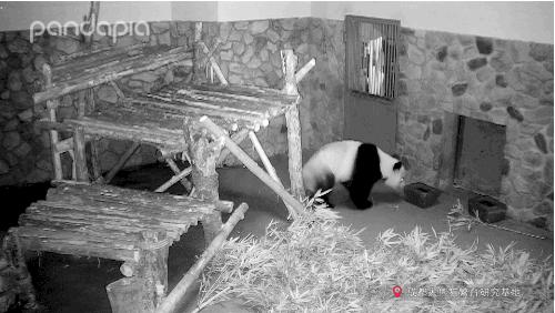 不能出去玩怎么办?滚滚表示在家也可以很快乐