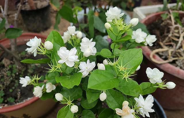 养茉莉花怎么浇水,养茉莉花注意事项