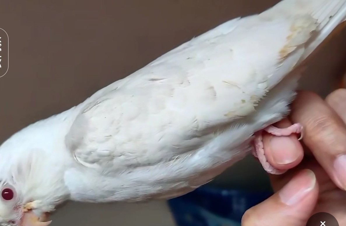 玄凤鹦鹉刚出生怎么辨别品种,玄凤鹦鹉有多少个品种